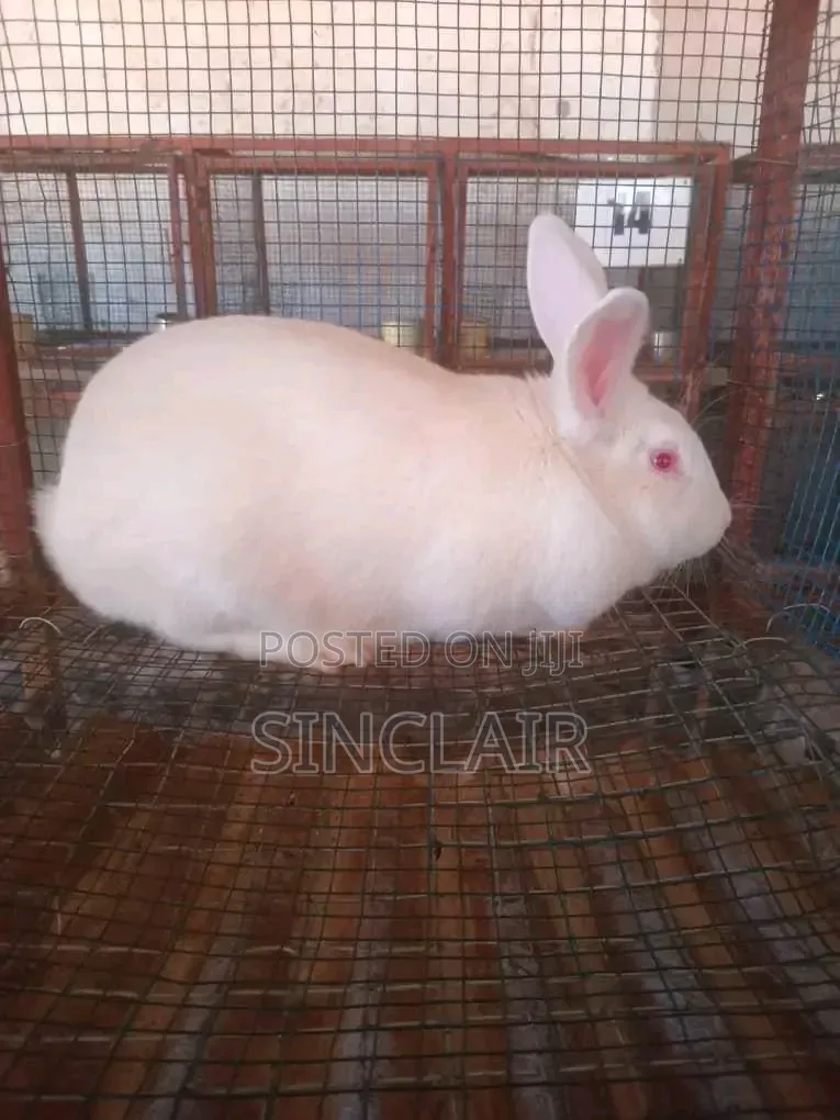 Matured Female New Zealand Rabbits
