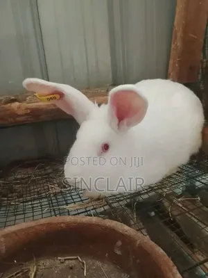 Matured Female New Zealand Rabbits