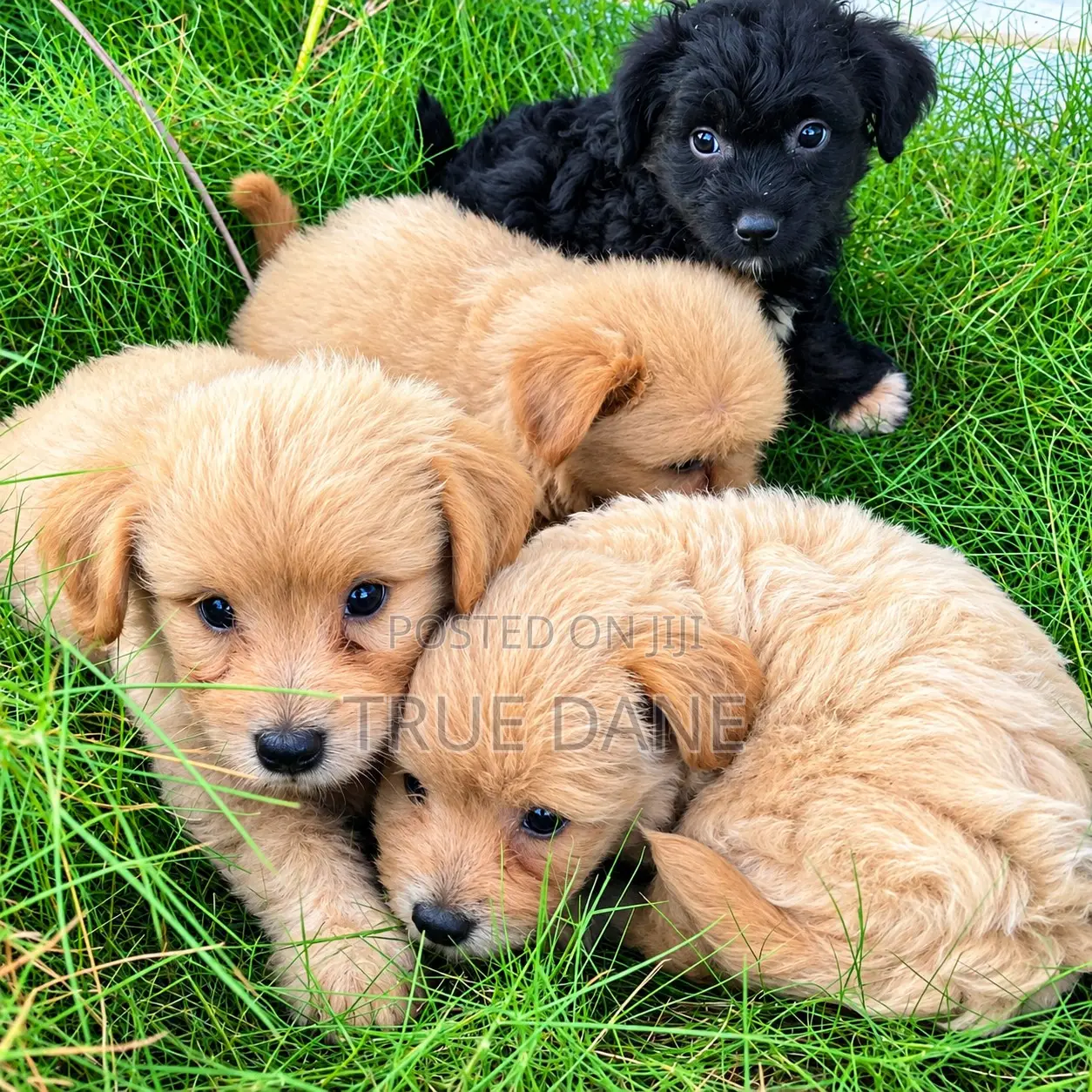 1-3 months Male Mixed Breed Lhasa Apso