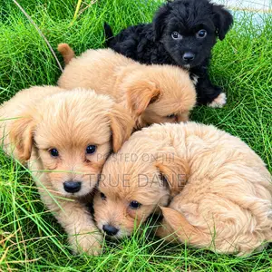 1-3 months Male Mixed Breed Lhasa Apso