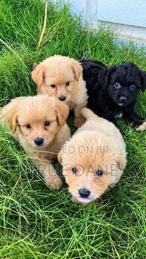 1-3 months Male Mixed Breed Lhasa Apso
