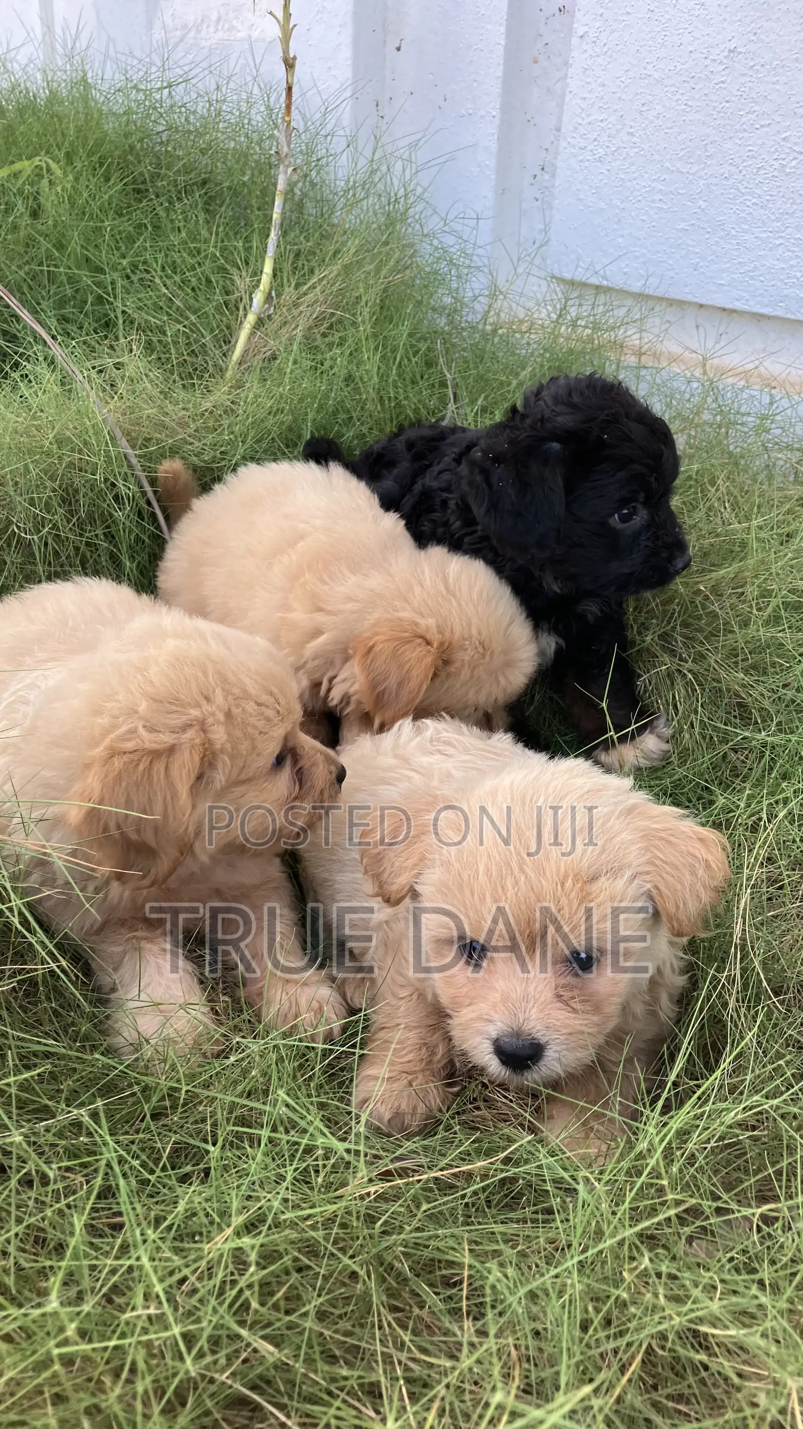 1-3 months Male Mixed Breed Lhasa Apso