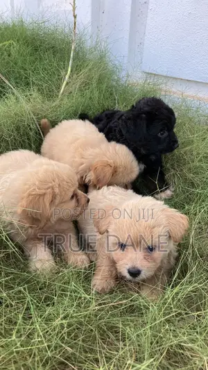 1-3 months Male Mixed Breed Lhasa Apso