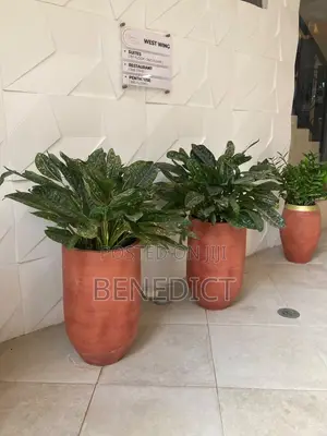 Seyram Garden
