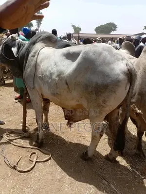 Healthy Cows