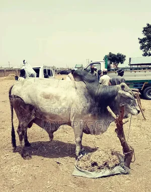 Healthy Cows