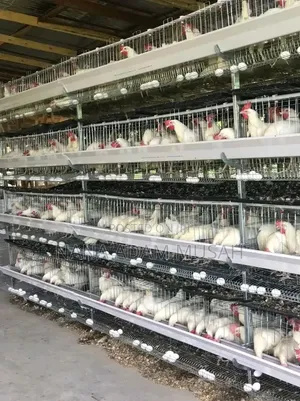 Poultry Equipment