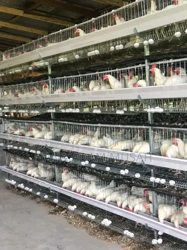 Poultry Equipment