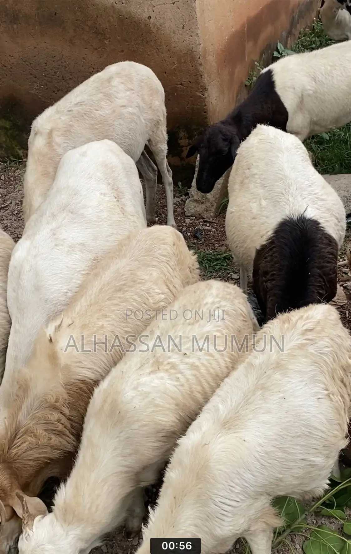 Afa Alhassan Farmer Animals.