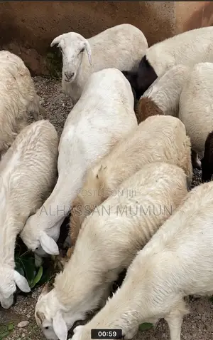 Afa Alhassan Farmer Animals.