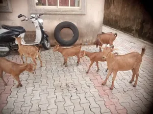 Goat Is Active Selling