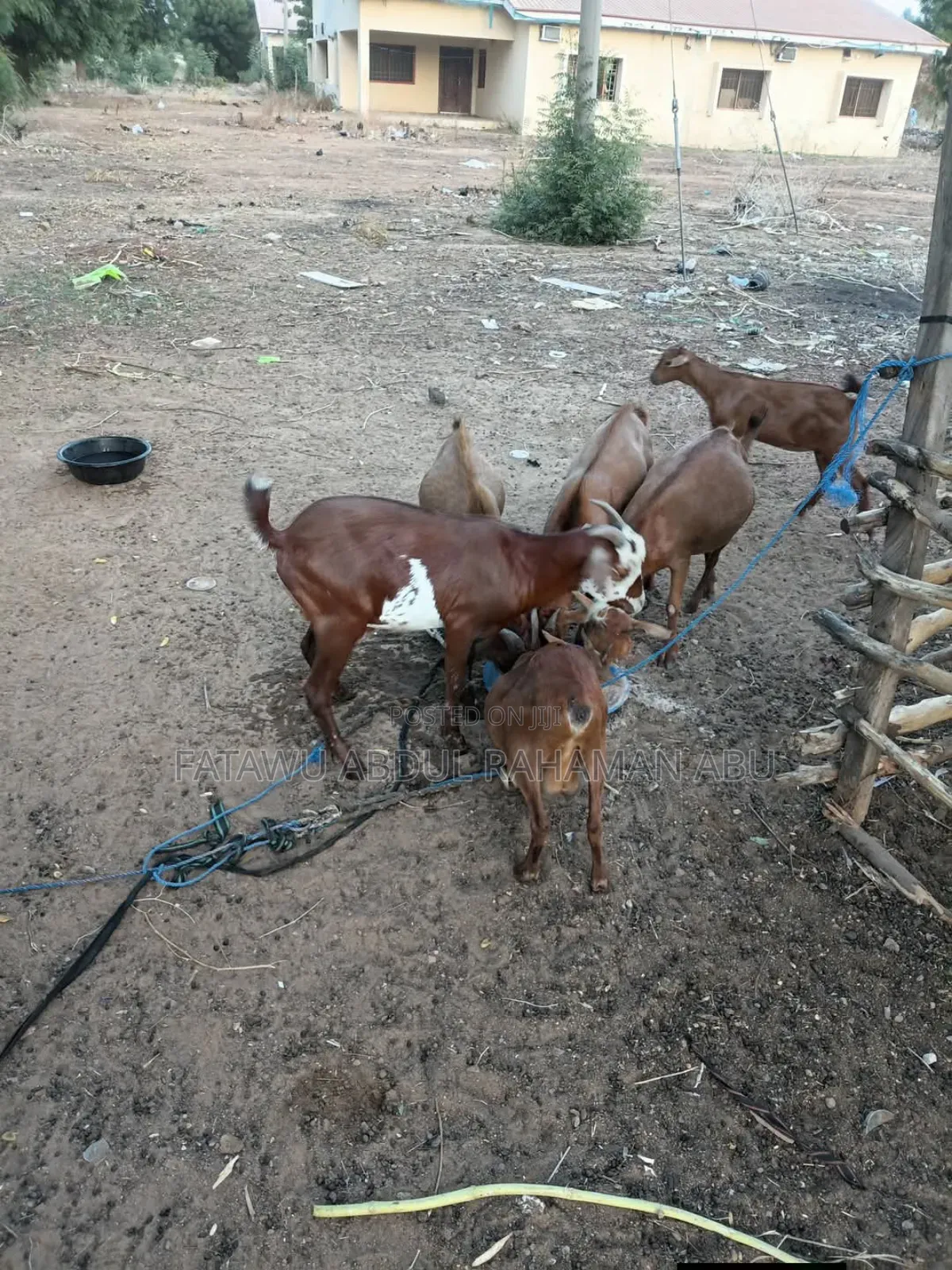 Goat Is Active Selling
