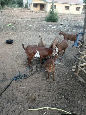 Goat Is Active Selling