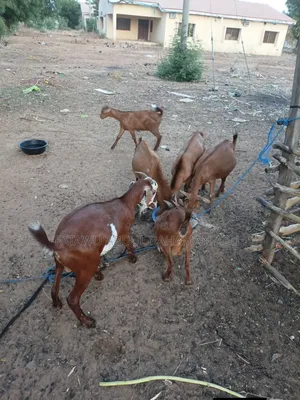 Goat Is Active Selling