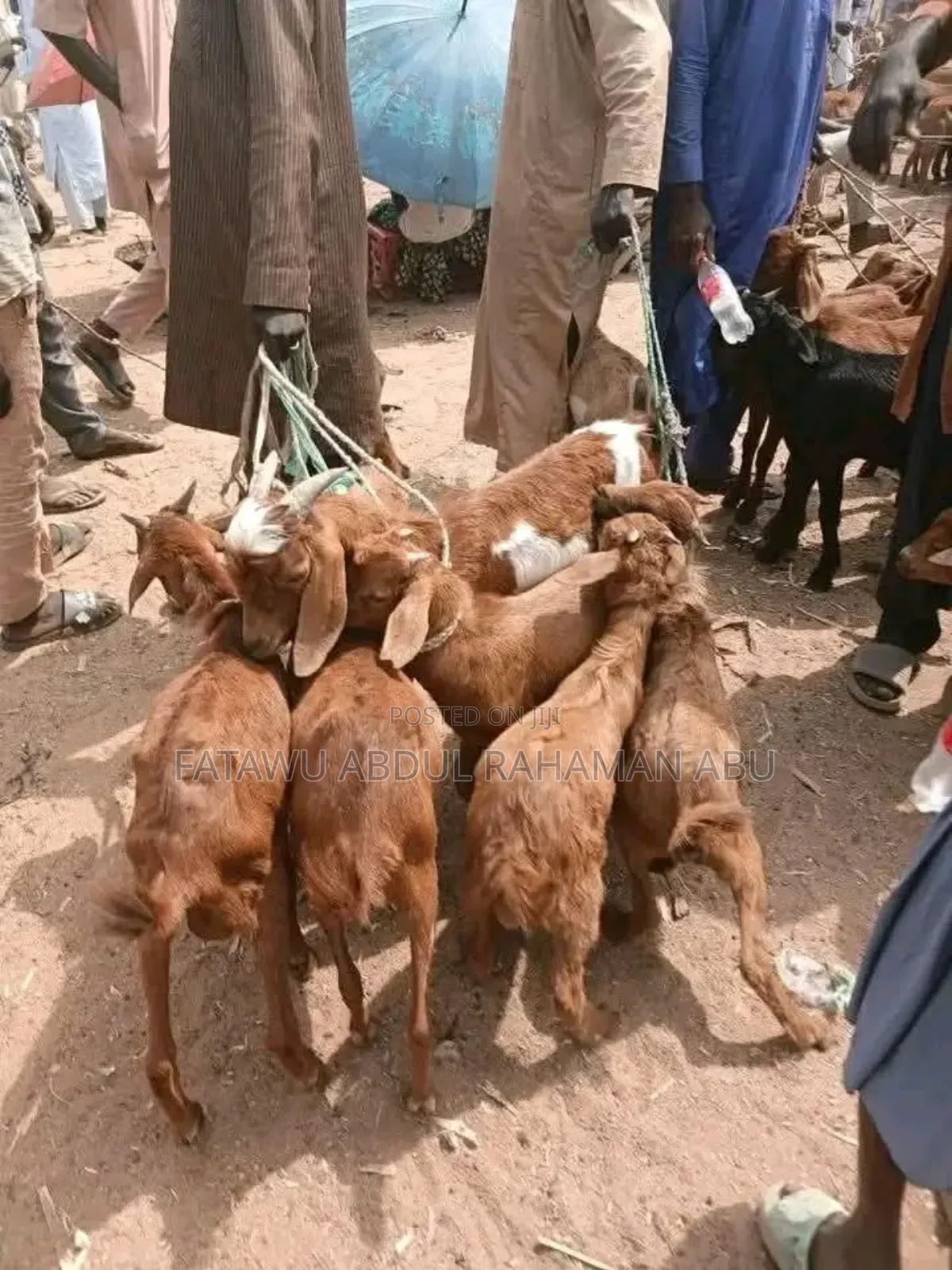 Goat Is Active Selling