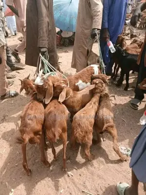 Goat Is Active Selling