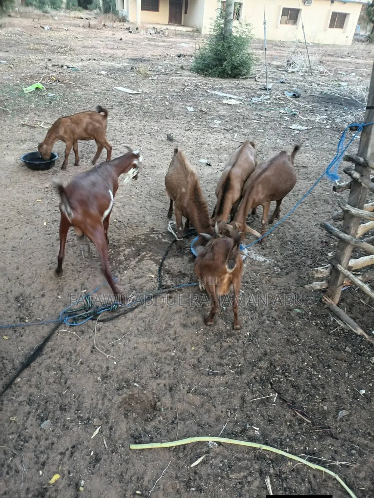 Goat Is Active Selling