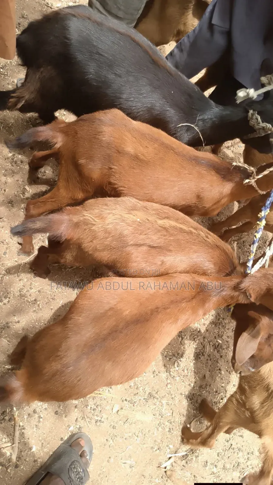 Goat Is Active Selling