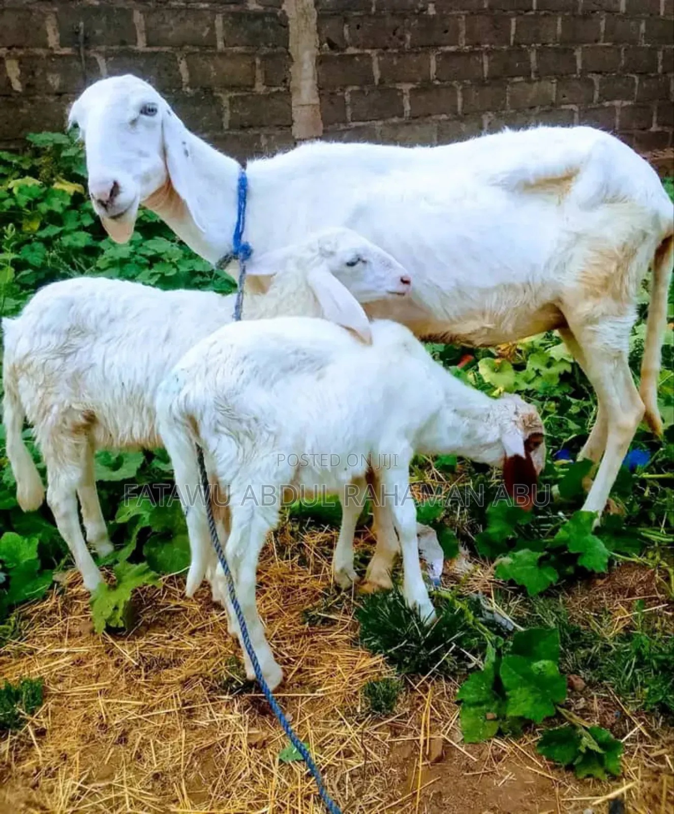 Sheep Is Available Selling
