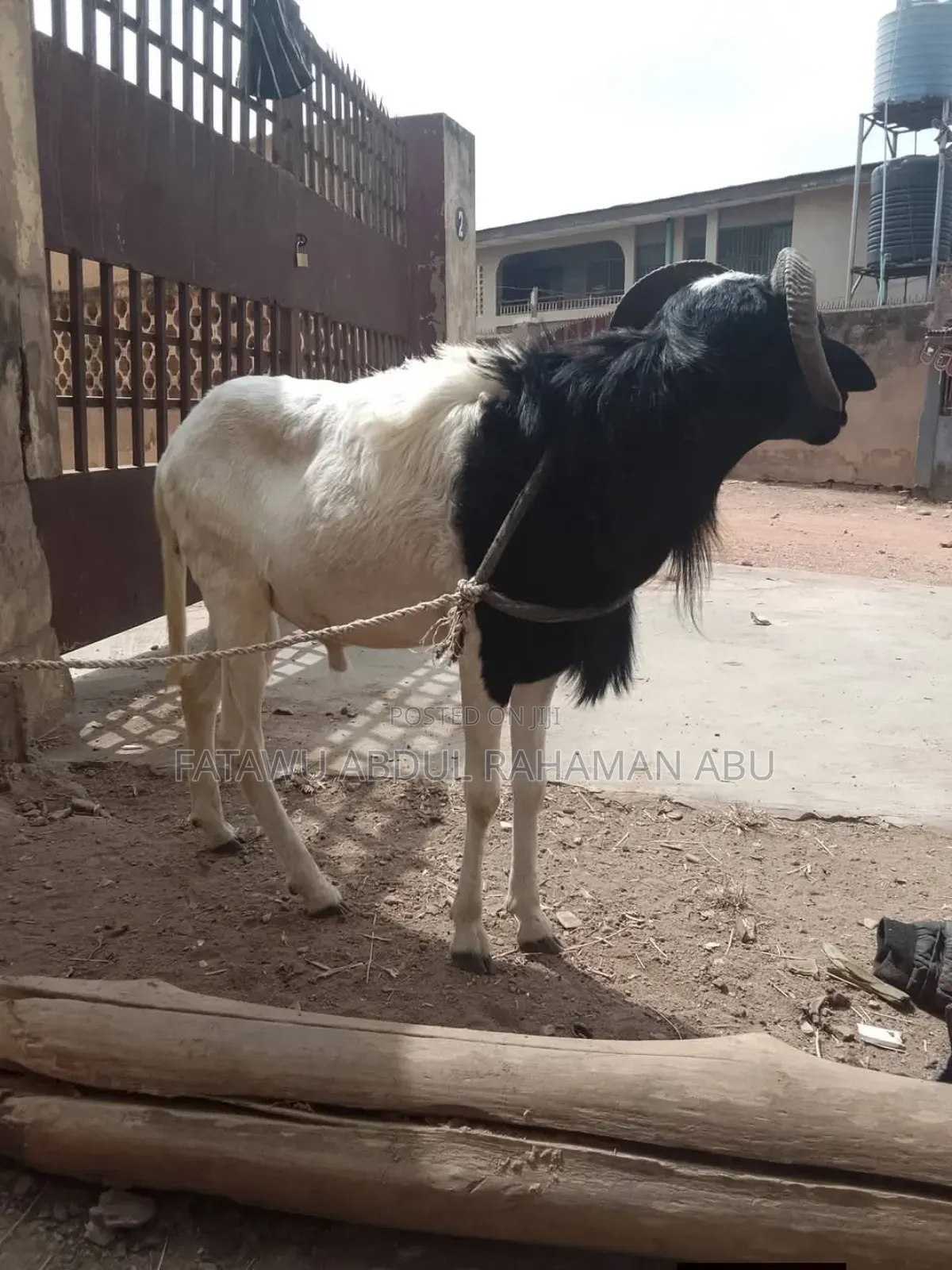 Sheep Is Available Selling