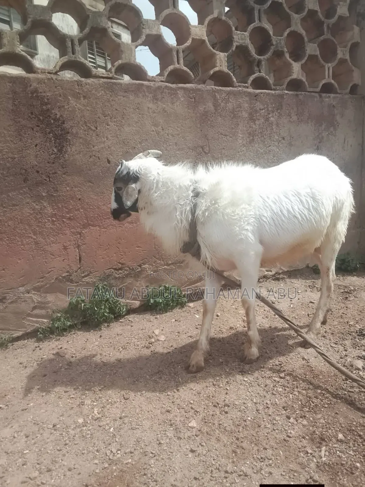 Sheep Is Available Selling