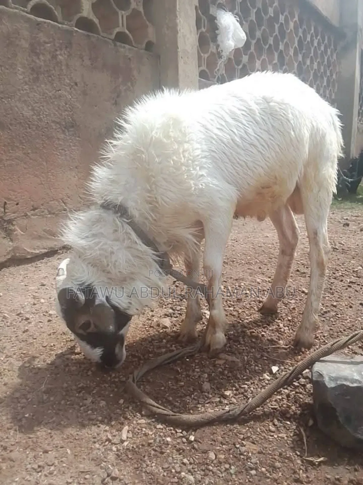 Sheep Is Available Selling