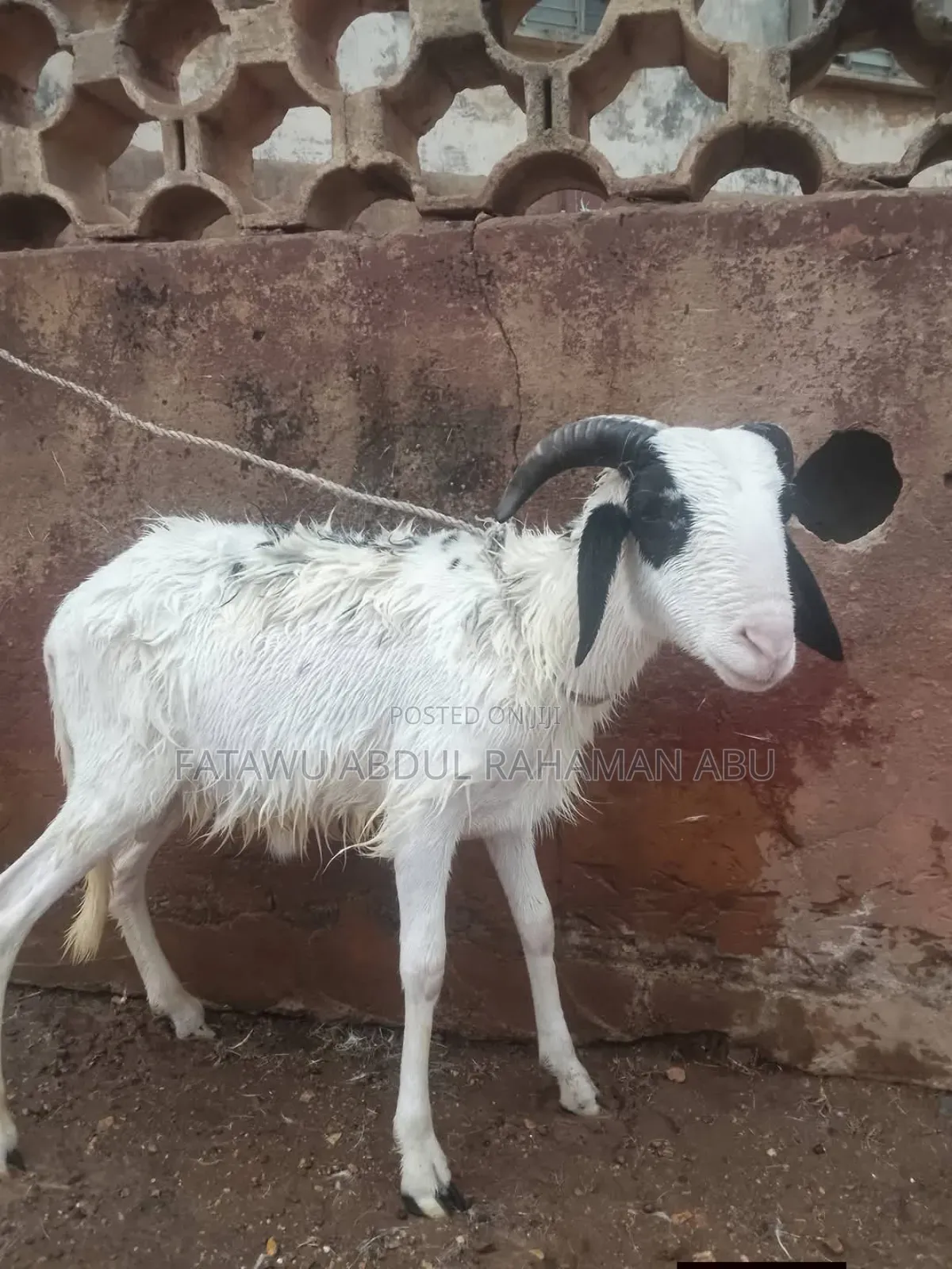 Sheep Is Available Selling