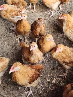 Poultry Farming