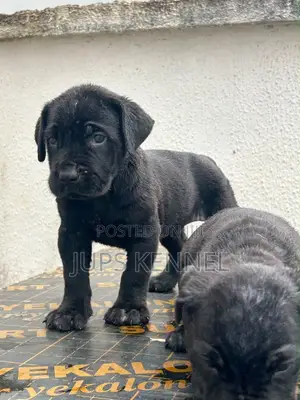 1-3 months Male Purebred Cane Corso