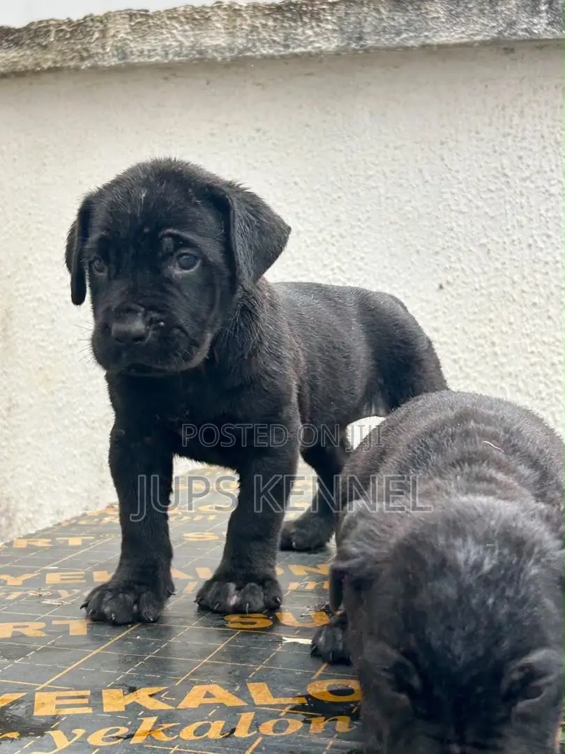 1-3 months Male Purebred Cane Corso