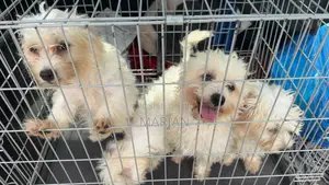 3-6 months Male Purebred Maltese