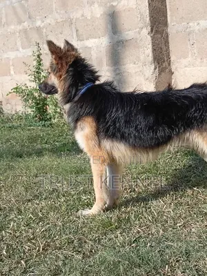 6-12 months Male Purebred German Shepherd