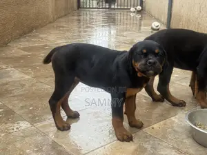 1-3 months Female Purebred Rottweiler