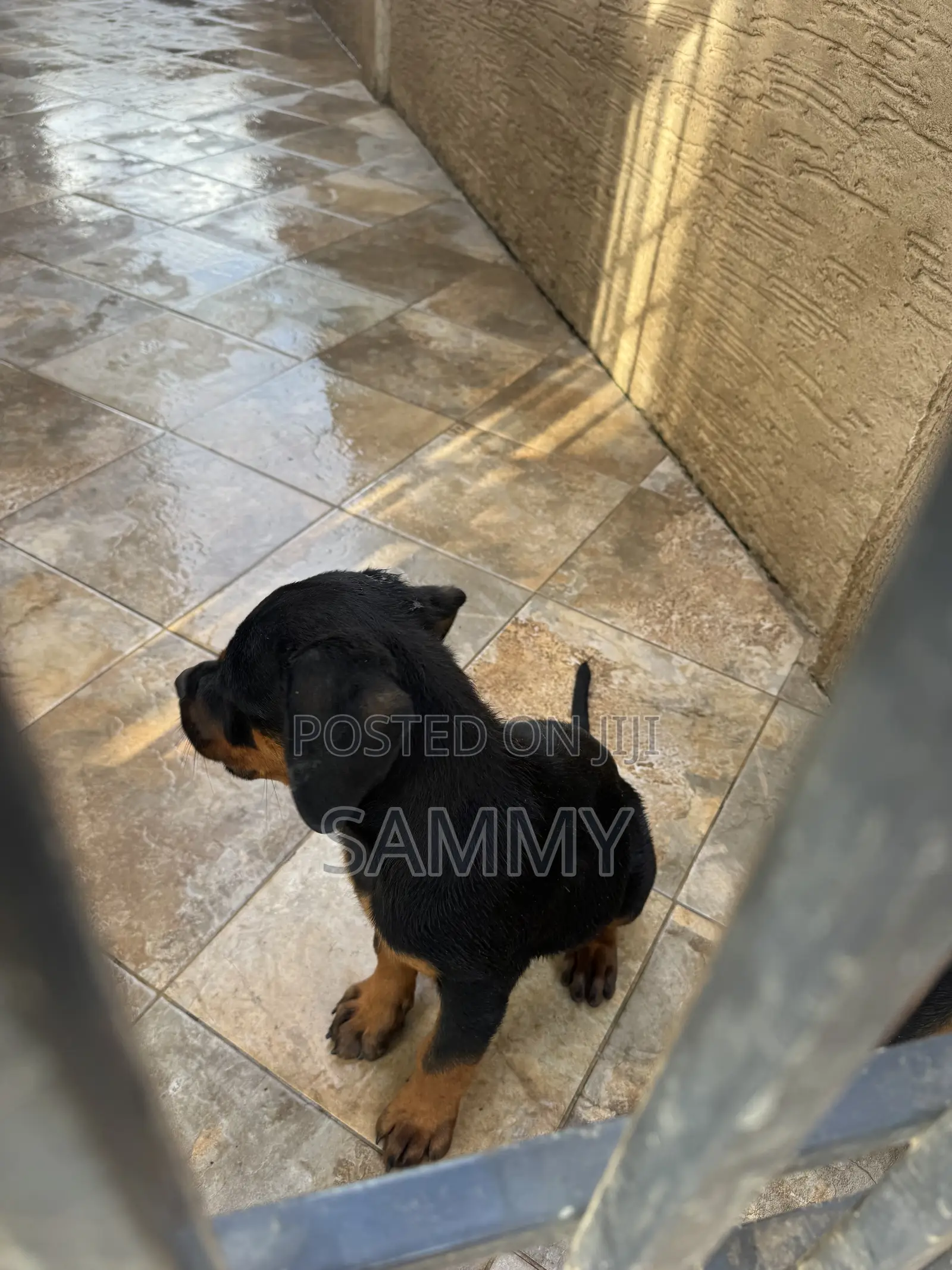 1-3 months Female Purebred Rottweiler