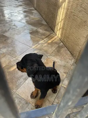 1-3 months Female Purebred Rottweiler