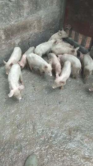 Quality and Active Piglets for Sell