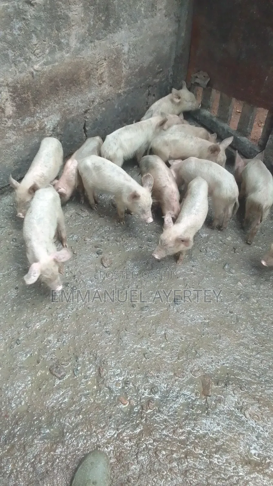 Quality and Active Piglets for Sell