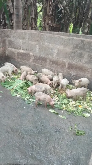 Quality and Active Piglets for Sell