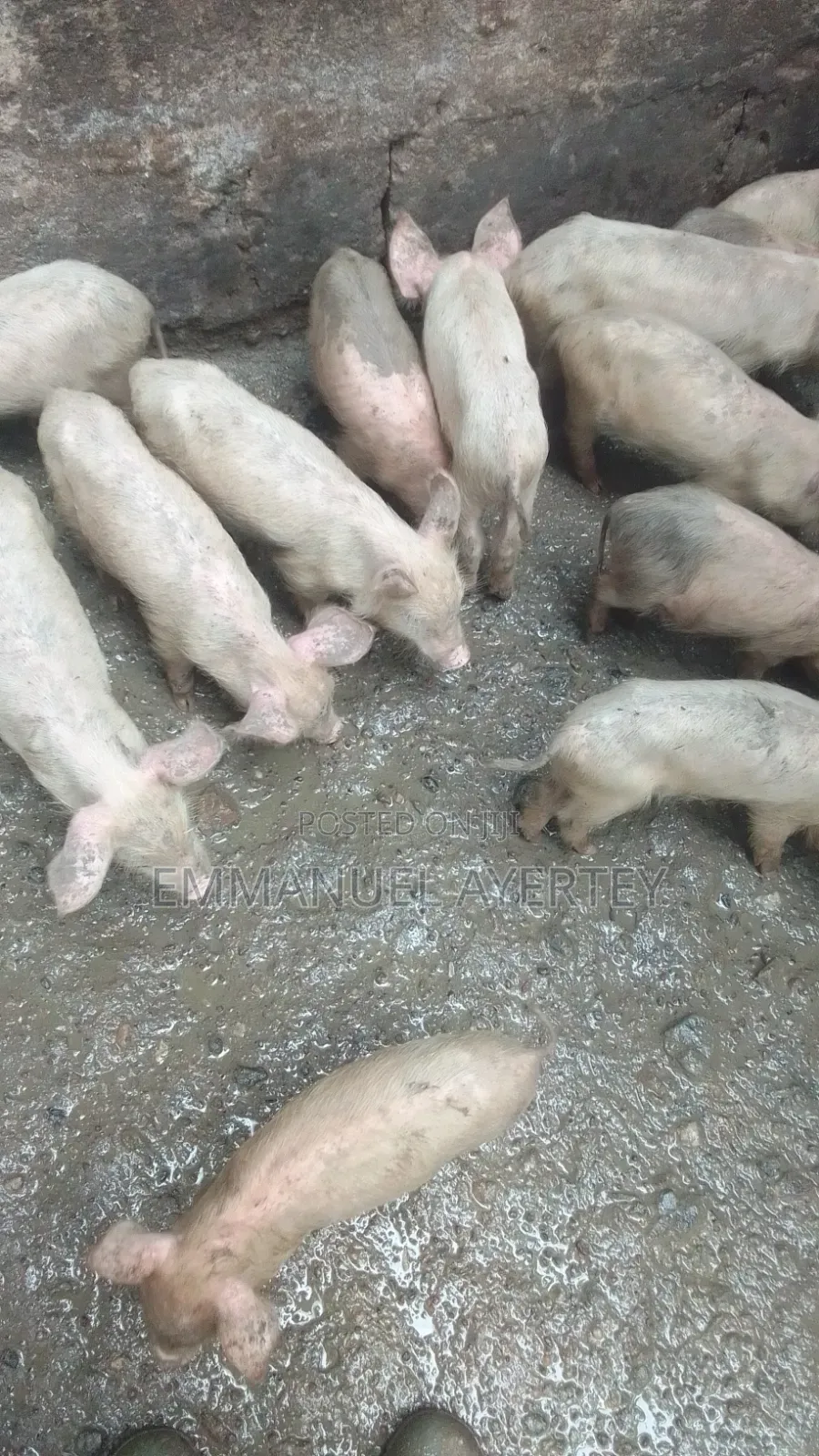 Quality and Active Piglets for Sell