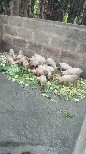 Quality and Active Piglets for Sell