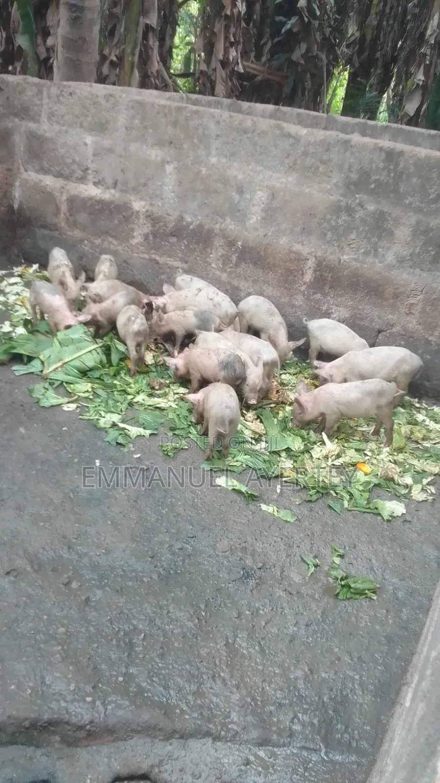 Quality and Active Piglets for Sell