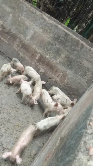 Quality and Active Piglets for Sell