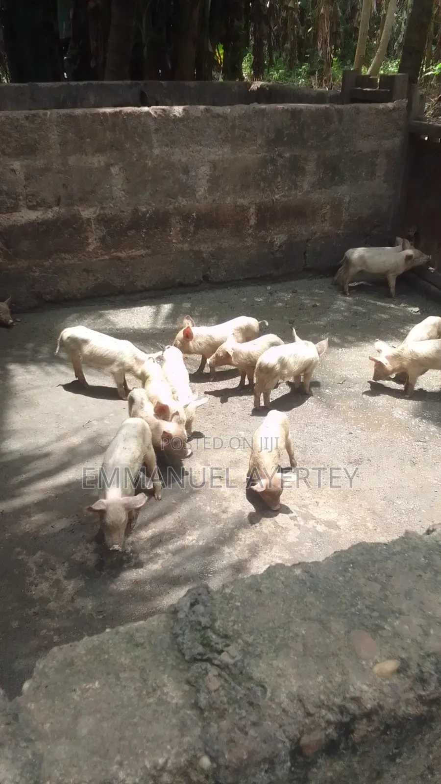 Quality and Active Piglets for Sell