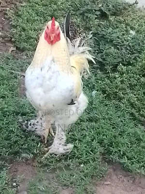 I Sell All Kinds of Poultry Chicken