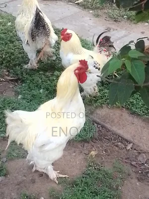 I Sell All Kinds of Poultry Chicken