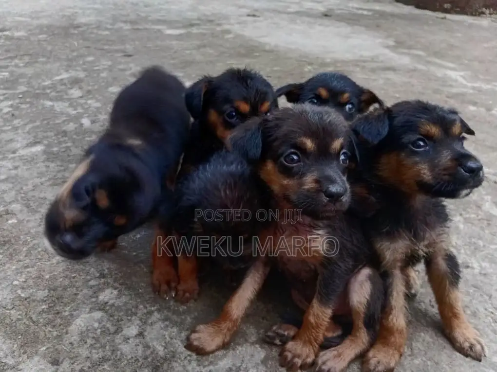 0-1 month Male Mixed Breed Rottweiler