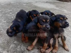 0-1 month Male Mixed Breed Rottweiler