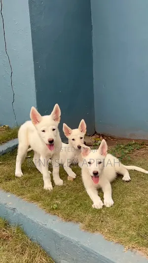 1-3 months Male Purebred German Shepherd