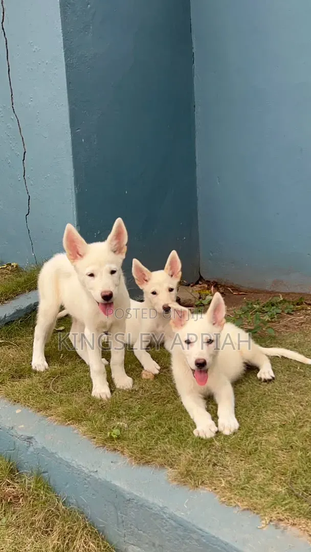1-3 months Male Purebred German Shepherd