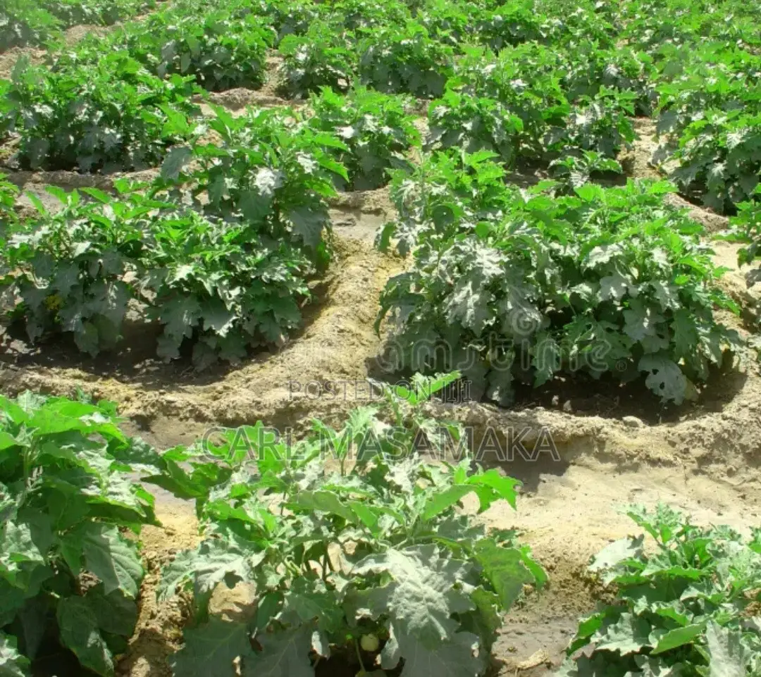 Farm Worker